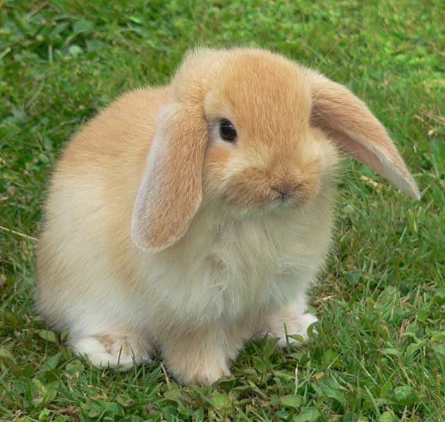 Rabbit comp. Rabbits are small mammals in the family Leporidae of the order Lagomorpha, found in several parts of the world. There are eight different genera in