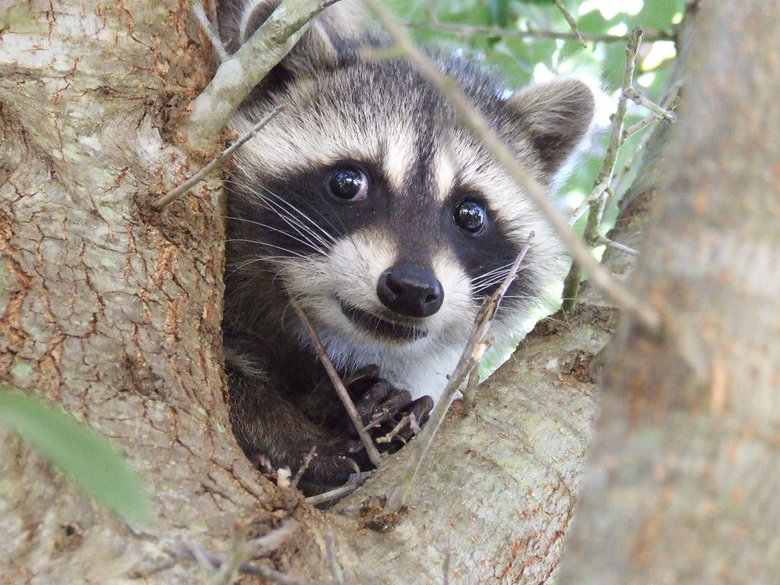 Raccoon comp. Raccoons are equally opportunistic when it comes to choosing a denning site. They may inhabit a tree hole, fallen log, or a house's attic. Females