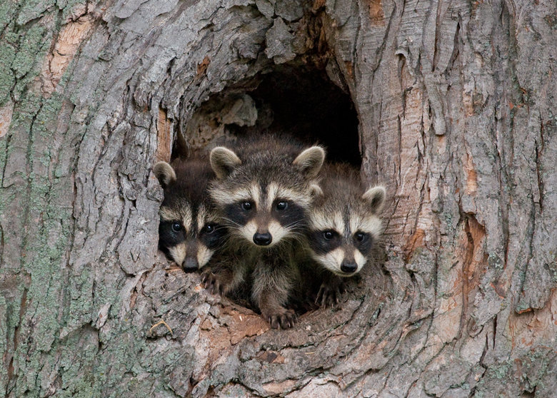 Raccoon comp. Raccoons are equally opportunistic when it comes to choosing a denning site. They may inhabit a tree hole, fallen log, or a house's attic. Females