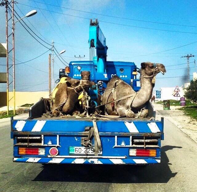 random compilation. good sexy men queef from their dick nothing funnier than a poorly drawn picture making fun of a dead meme i guess jester memes incoming no m