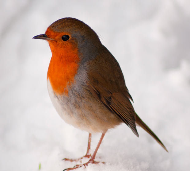 Robin comp. Robins are fiercely territorial over food supply. Not more than one robin will occupy a small garden, unless it is his mate. When their food source 
