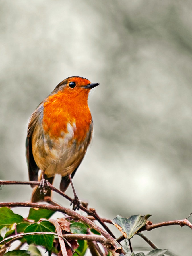 Robin comp. Robins are fiercely territorial over food supply. Not more than one robin will occupy a small garden, unless it is his mate. When their food source 
