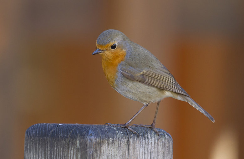 Robin comp. Robins are fiercely territorial over food supply. Not more than one robin will occupy a small garden, unless it is his mate. When their food source 