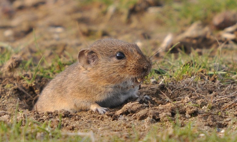 Vole comp. Vole belongs to the group of rodents. There are over 155 species of voles that can be found all over the world. Voles can survive in different habita