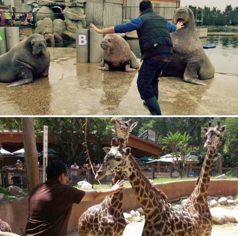 Zookeepers doing the "Chris Pratt". .. White people will walk into a cage with tigers and cheetahs but roll up their windows when in a black neighborhood.