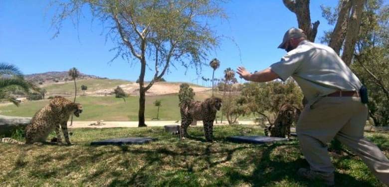Zookeepers doing the "Chris Pratt". .. White people will walk into a cage with tigers and cheetahs but roll up their windows when in a black neighborhood.